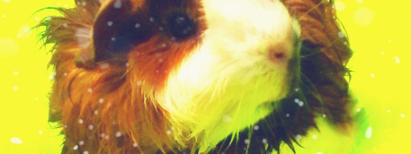 que mascota eres