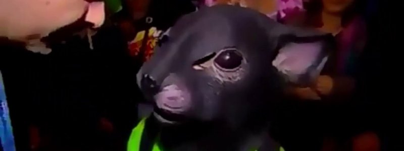 ¿cuanto es el por100to de lo rata que eres?