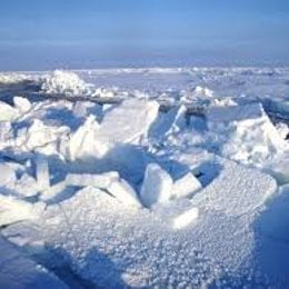 Que comen en el polo sur? - Quiz comidas en espa&ntilde;ol