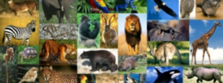 Cuanto sabes de animales