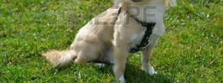 Que perro eres