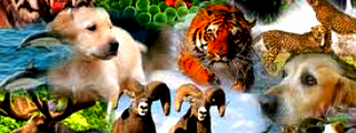 ¿Cuanto sabes sobre los animales?