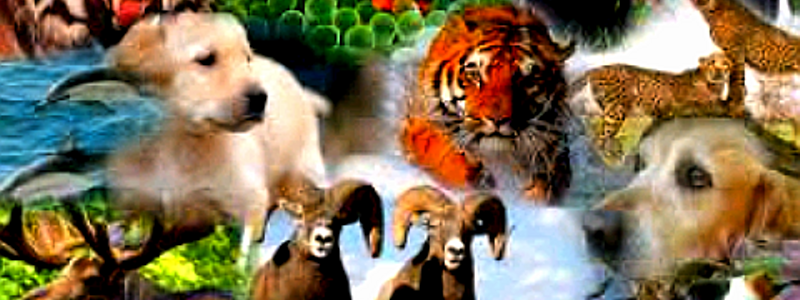 ¿Cuanto sabes sobre los animales?