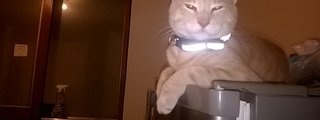 cuanto sabes sobre la historia de los gatos