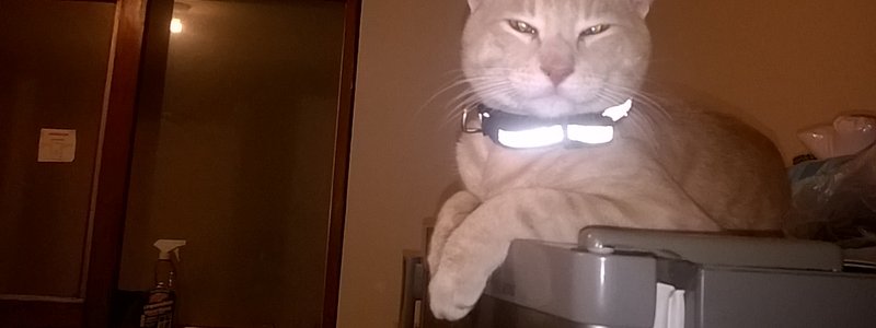cuanto sabes sobre la historia de los gatos