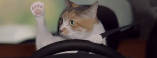 ¿cual es tu gatito?