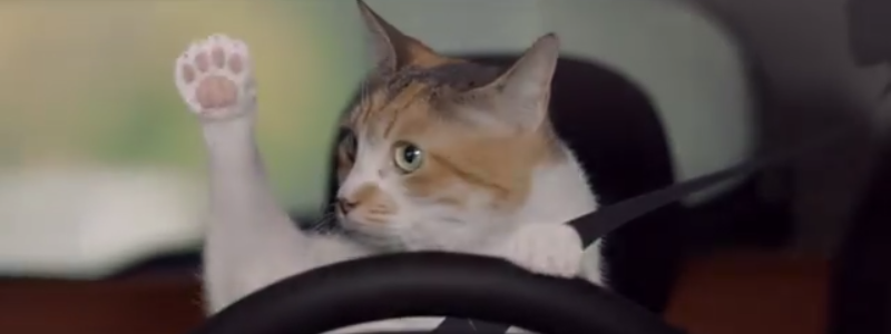 ¿cual es tu gatito?