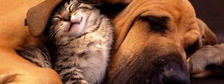 eres perro o gato cuando te enojas