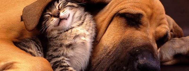 eres perro o gato cuando te enojas