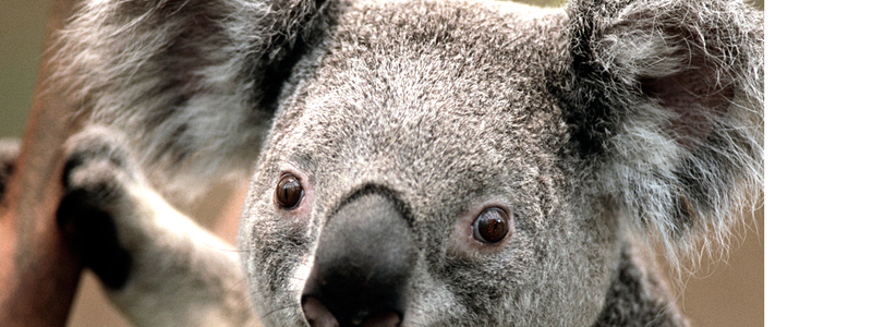 CUANTO SABES DE DRAGON BALL SUPER Y Z