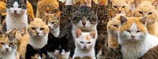 Cuanto tiempo aguantarías en un apocalipsis GATO