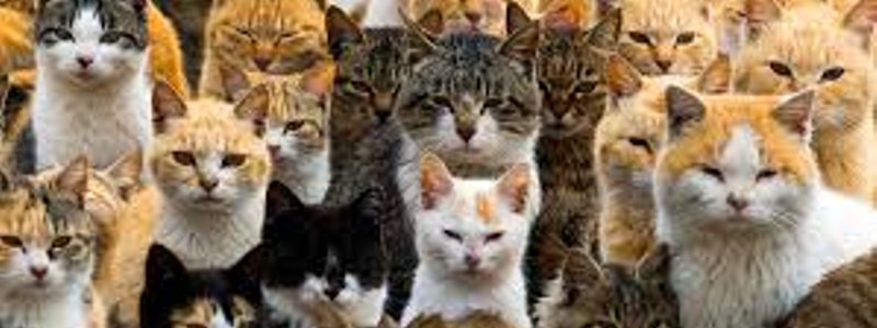 Cuanto tiempo aguantarías en un apocalipsis GATO