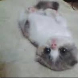 que es un neko? - que tan neko eres?