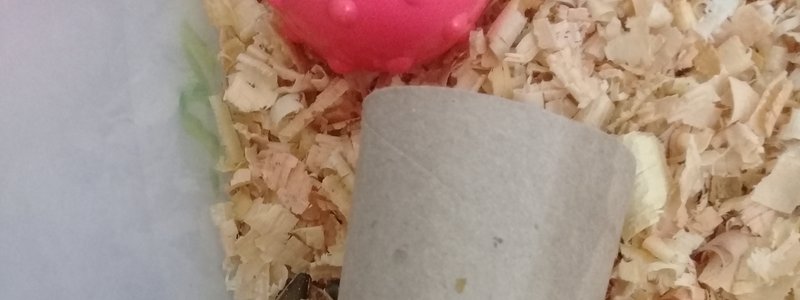 Necesitas un hamster