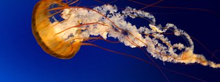 EL MUNDO MARAVILLOSO DEL AGUA                                                   