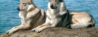 lobo o perro