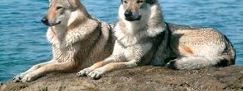 lobo o perro