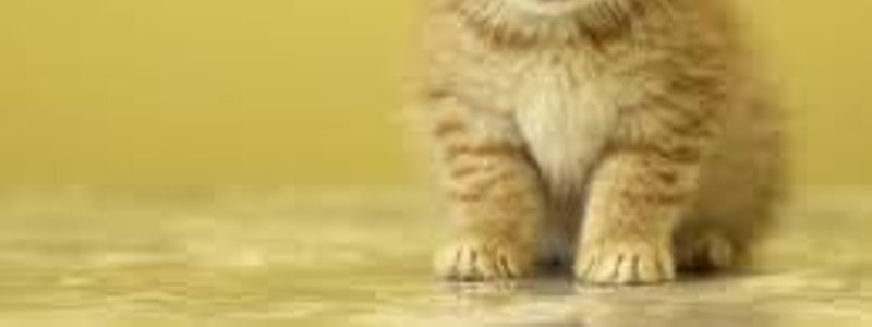 Cuanto sabes de gatitos