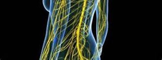 Como funciona tu cuerpo 