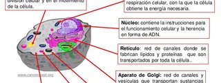  FUNCIÓN DE LOS ORGANELOS CELULARES