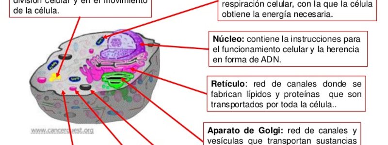  FUNCIÓN DE LOS ORGANELOS CELULARES