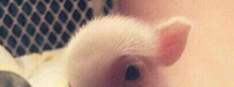 Qué tanto conoces a Kelsey