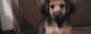 que clase de cachorro eres