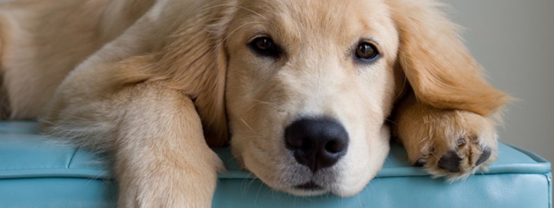 cuanto amas a los perros?????
