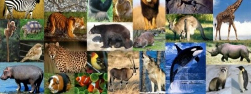 Que Animal Eres