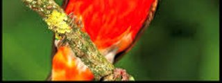 Biodiversidad-Cordados