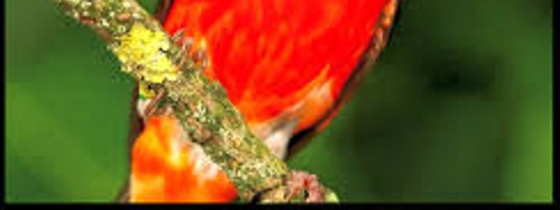 Biodiversidad-Cordados