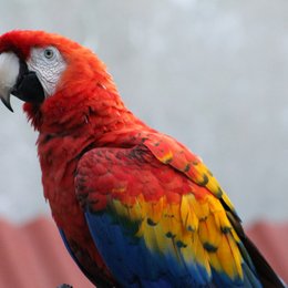 &iquest;Qu&eacute; es una guacamaya? - &iquest;Te crees un experto en gastronom&iacute;a mexicana? Demu&eacute;stralo c