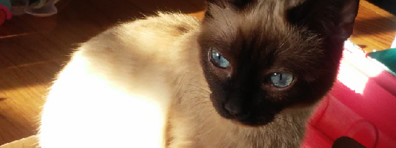 Que gato eres