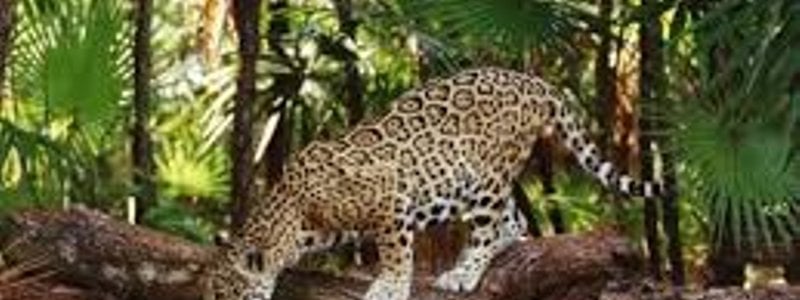 que creepypasta seria tu novio o novia