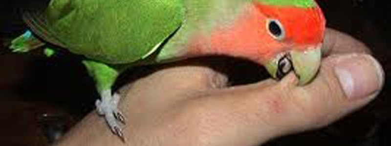 loros
