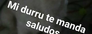 Que tanto conoces ami Durru