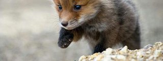animales