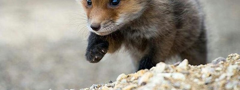animales