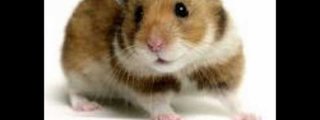 que animal tienes en tu interior?