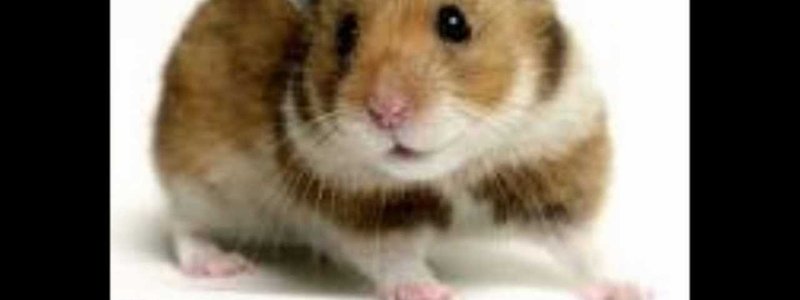 que animal tienes en tu interior?