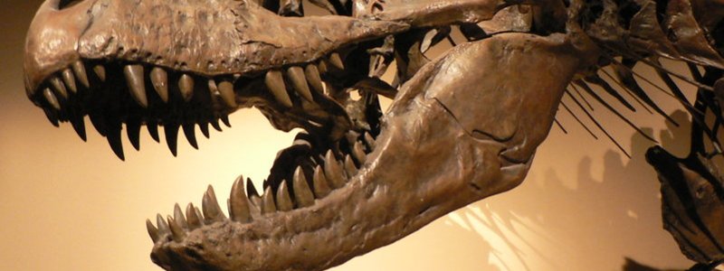 ¿Cuanto sabes de Paleontología? (NIVEL EXPERTO)