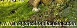 que tanto sabes de animales