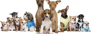 ¿Cuanto sabes de perros?