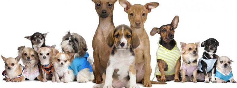 ¿Cuanto sabes de perros?