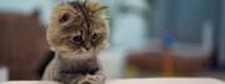¿¿¿cuanto sabes de los gatos???