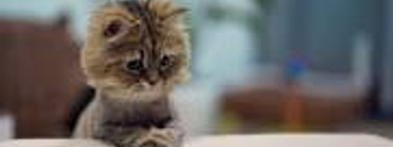 ¿¿¿cuanto sabes de los gatos???