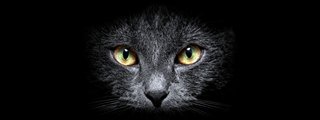 cuanto sabes de gatos