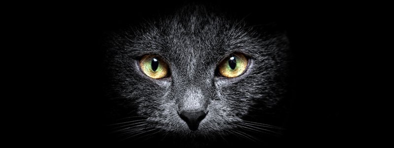 cuanto sabes de gatos