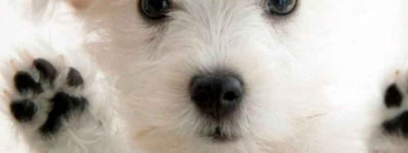 Cuanto sabes sobre perros?