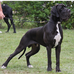 Que raza es esta? - Cuanto sabes sobre perros?